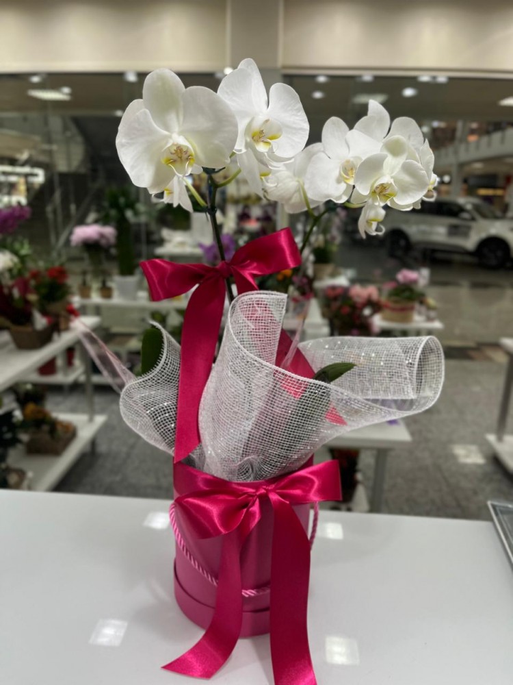 Box com Orquídea